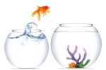 Goldfish Jumping out of a bowl